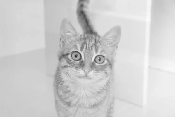 Gato Doente Bonito Espera Veterinário — Fotografia de Stock