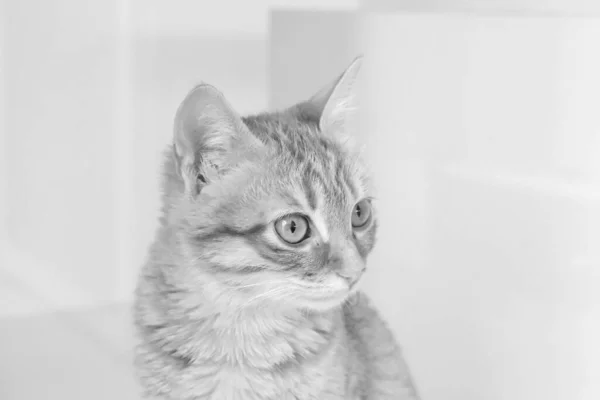 Cute Sick Cat Waiting Vet — Stock Photo, Image