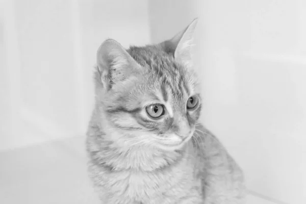 Słodkie Chory Kot Czeka Weterynarza — Zdjęcie stockowe