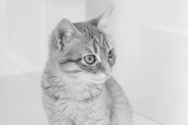 Lindo Gato Enfermo Esperando Veterinario — Foto de Stock