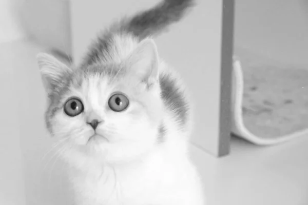 Cute Sick Cat Waiting Vet — Stock Photo, Image