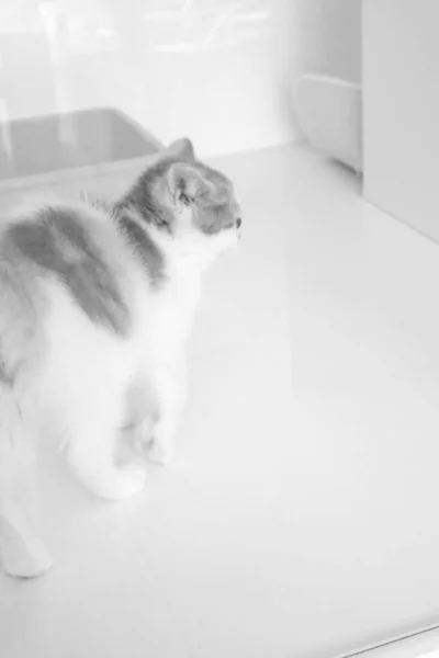 Schattig Ziek Kat Wachten Voor Dierenarts — Stockfoto