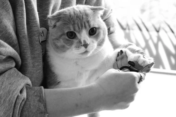แมวป วยน กรอส แพทย — ภาพถ่ายสต็อก