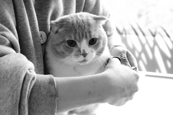 Lindo Gato Enfermo Esperando Veterinario — Foto de Stock