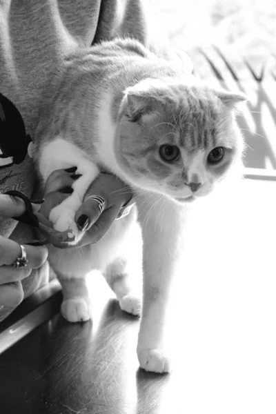 Cute Sick Cat Waiting Vet — Stock Photo, Image