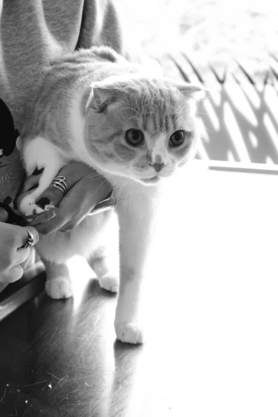 수의사를 기다리는 귀여운 고양이 — 스톡 사진