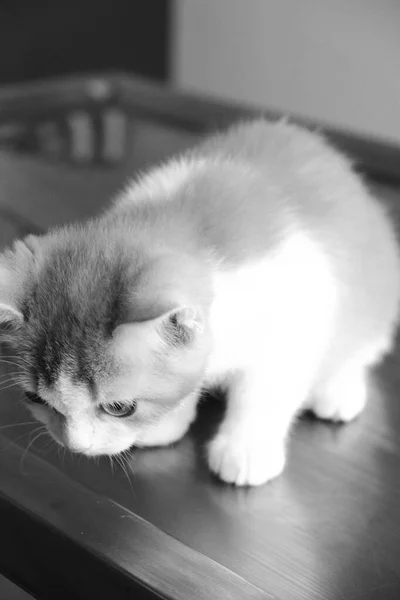 Gato Doente Bonito Espera Veterinário — Fotografia de Stock