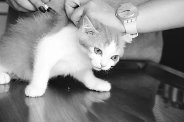 Gato Doente Bonito Espera Veterinário — Fotografia de Stock