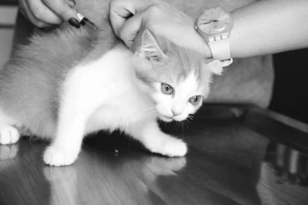 Милый Больной Кот Ждет Ветеринара — стоковое фото