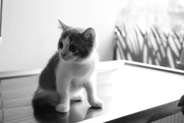 Gato Doente Bonito Espera Veterinário — Fotografia de Stock