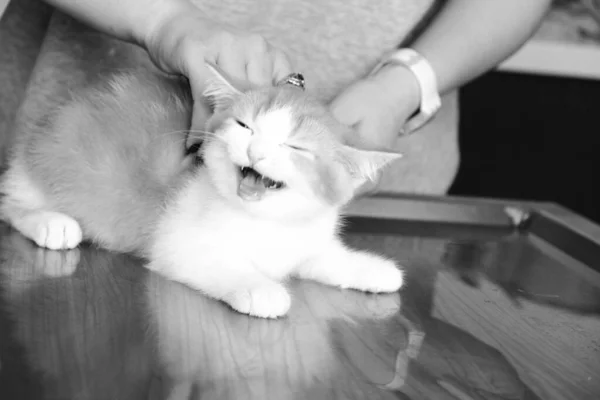 可爱的生病猫在等兽医 — 图库照片