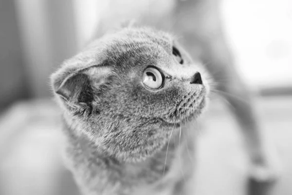 Lindo Gato Enfermo Esperando Veterinario — Foto de Stock