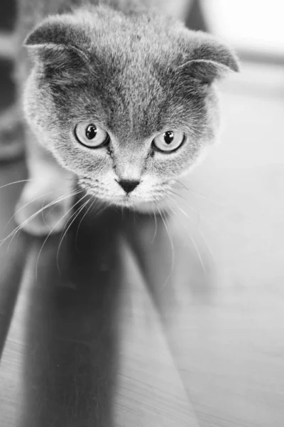 Cute Sick Cat Waiting Vet — Stock Photo, Image