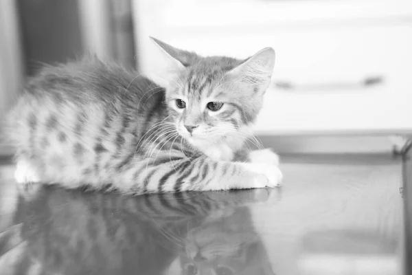 Милий Хворий Кіт Чекає Ветеринара — стокове фото