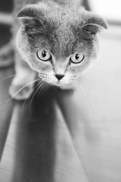 Cute Sick Cat Waiting Vet — Stock Photo, Image