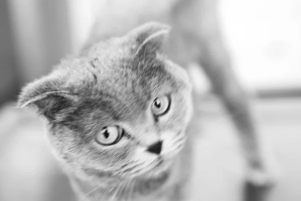 Tatlı Hasta Kedi Veterineri Bekliyor — Stok fotoğraf