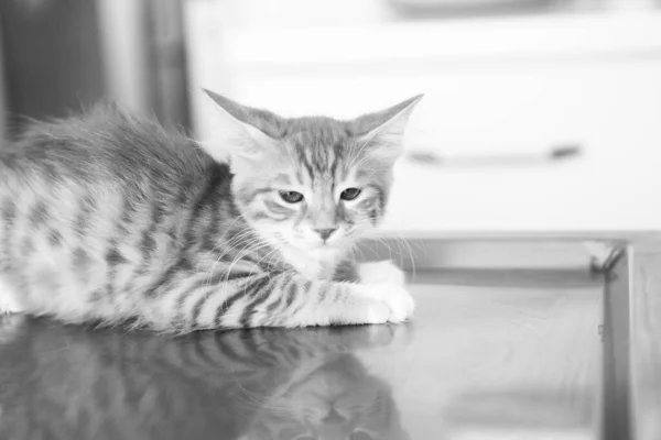 Gato Doente Bonito Espera Veterinário — Fotografia de Stock