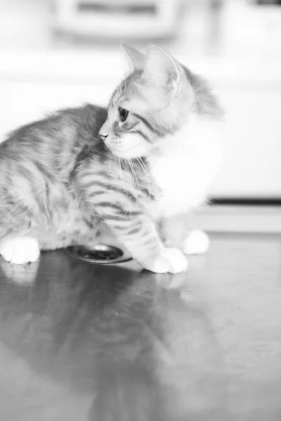 Gato Doente Bonito Espera Veterinário — Fotografia de Stock