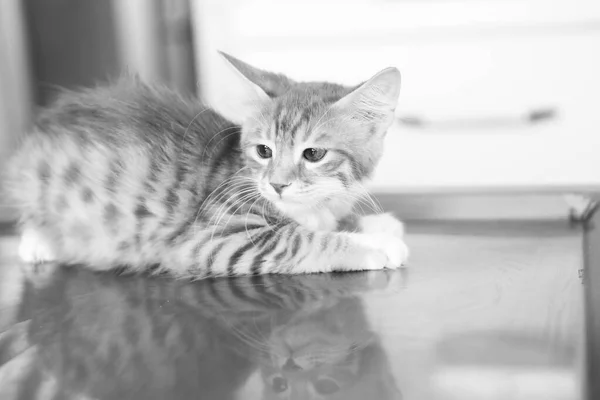 Gato Doente Bonito Espera Veterinário — Fotografia de Stock