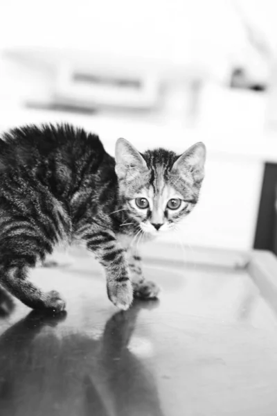 Lindo Gato Enfermo Esperando Veterinario — Foto de Stock