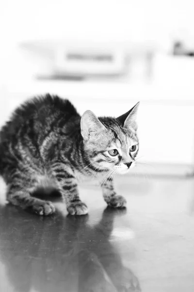 Lindo Gato Enfermo Esperando Veterinario —  Fotos de Stock