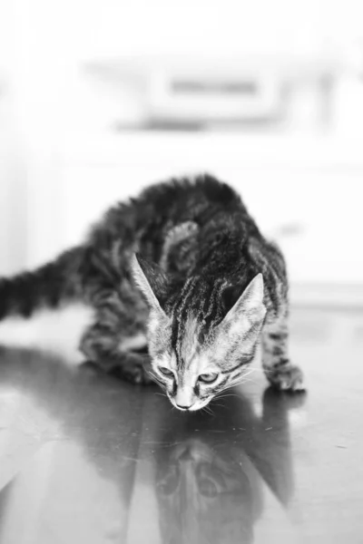 Lindo Gato Enfermo Esperando Veterinario — Foto de Stock