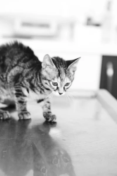 Gato Doente Bonito Espera Veterinário — Fotografia de Stock