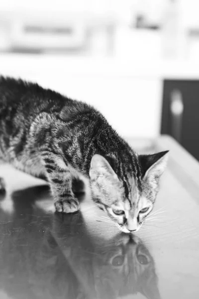 Lindo Gato Enfermo Esperando Veterinario —  Fotos de Stock