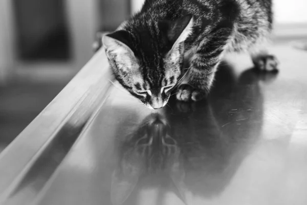 Gato Doente Bonito Espera Veterinário — Fotografia de Stock