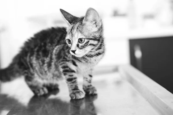 Lindo Gato Enfermo Esperando Veterinario — Foto de Stock