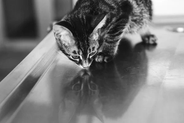 Γλυκιά Άρρωστη Γάτα Που Περιμένει Τον Κτηνίατρο — Φωτογραφία Αρχείου