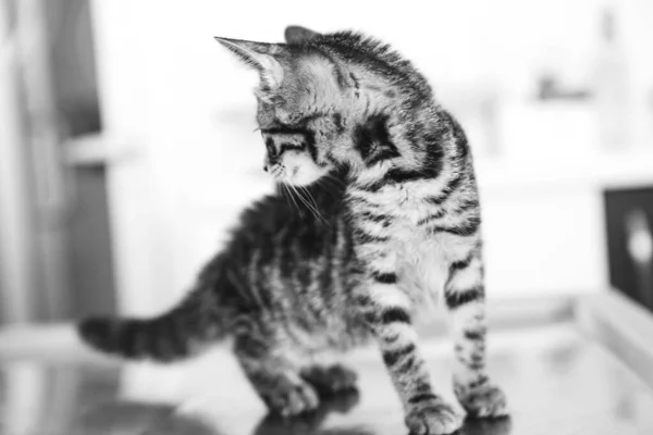 Γλυκιά Άρρωστη Γάτα Που Περιμένει Τον Κτηνίατρο — Φωτογραφία Αρχείου