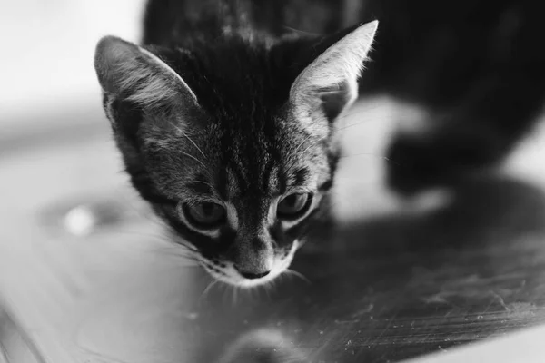 Lindo Gato Enfermo Esperando Veterinario — Foto de Stock