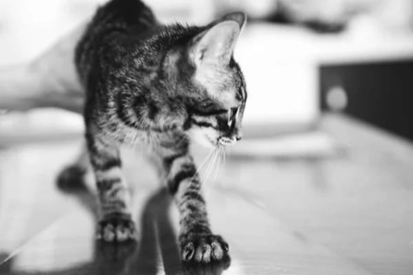 Lindo Gato Enfermo Esperando Veterinario — Foto de Stock