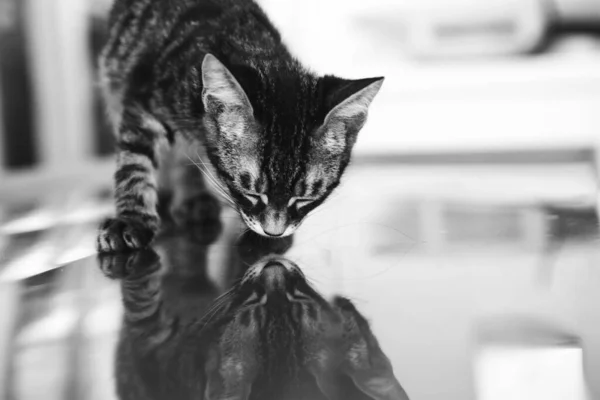 Cute Sick Cat Waiting Vet — Stock Photo, Image