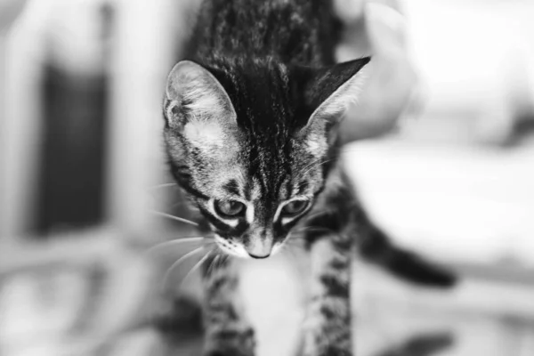 Cute Sick Cat Waiting Vet — Stock Photo, Image