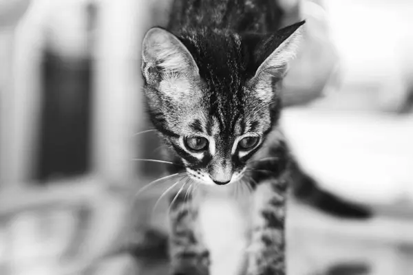 Gato Doente Bonito Espera Veterinário — Fotografia de Stock