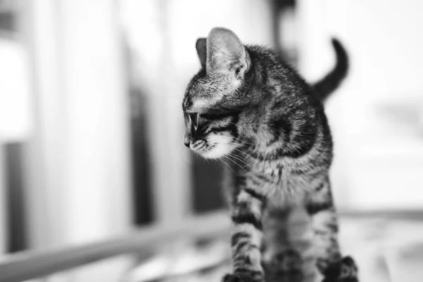 Gato Doente Bonito Espera Veterinário — Fotografia de Stock