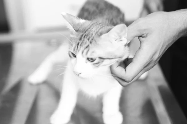 Cute Sick Cat Waiting Vet — Stock Photo, Image