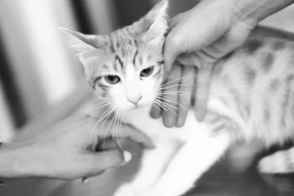 Tatlı Hasta Kedi Veterineri Bekliyor — Stok fotoğraf