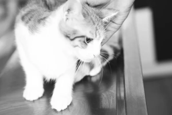 Lindo Gato Enfermo Esperando Veterinario —  Fotos de Stock