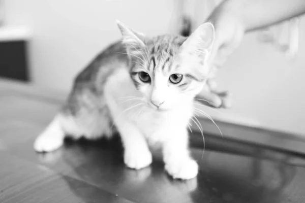 Lindo Gato Enfermo Esperando Veterinario — Foto de Stock