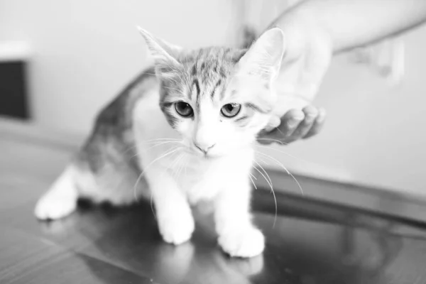 Gato Doente Bonito Espera Veterinário — Fotografia de Stock