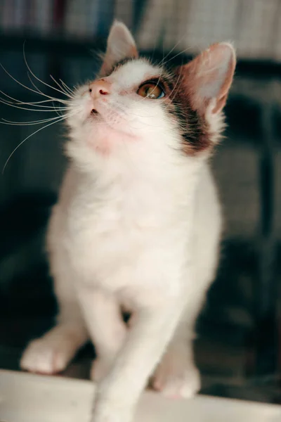 Cute Sick Cat Waiting Vet — Stock Photo, Image