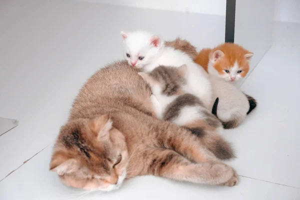 Gato Doente Bonito Espera Veterinário — Fotografia de Stock