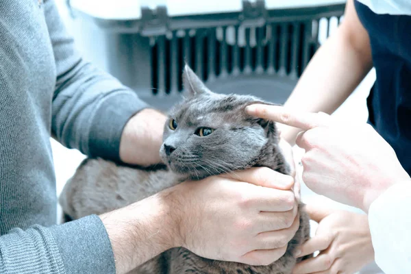 Lindo Gato Enfermo Esperando Veterinario — Foto de Stock