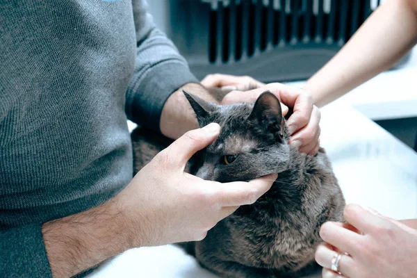 Милый Больной Кот Ждет Ветеринара — стоковое фото