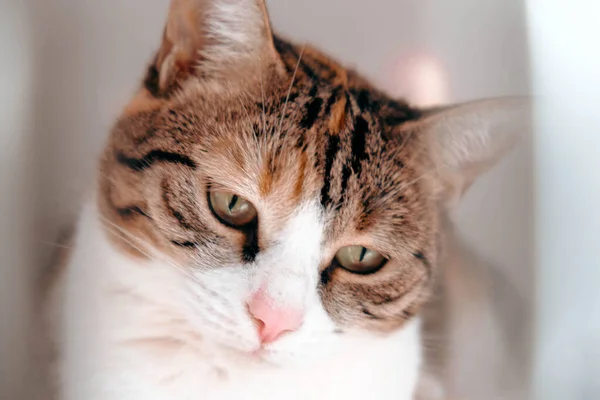 Gato Doente Bonito Espera Veterinário — Fotografia de Stock