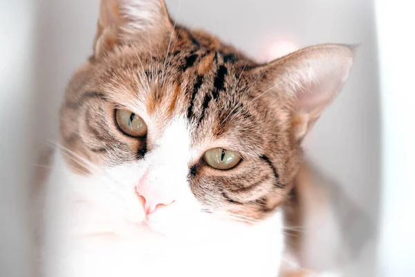 Gato Doente Bonito Espera Veterinário — Fotografia de Stock