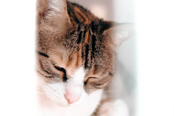 Gato Doente Bonito Espera Veterinário — Fotografia de Stock